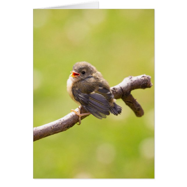 Niedlicher Vogel, der an einem Sommertag fröhlich  (Vorne)