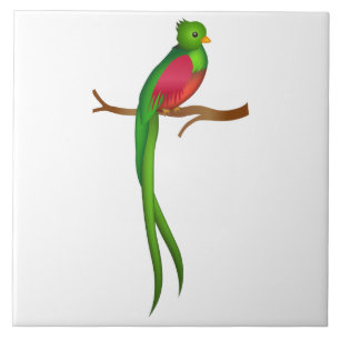 Niedlicher Vogel Quetzal Fliese