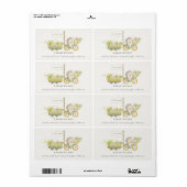 Niedlicher, vor Ort gezüchteter Igel Blumenradadre (Vorne)