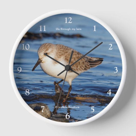 Niedlicher Wandersanderling Shorebird Sandpiper Wanduhr (Vorderseite)