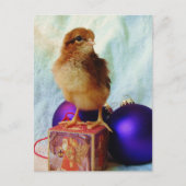 Niedlicher Weihnachtsküken Postkarte (Vorderseite)