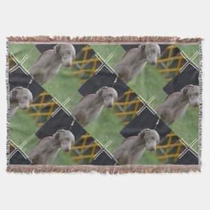 Niedlicher Weimaraner Hund Decke