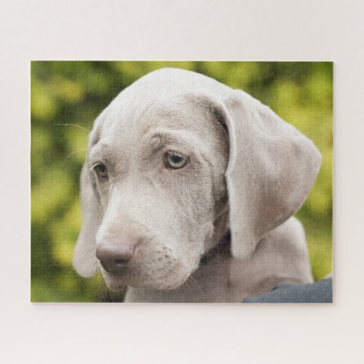 Niedlicher Weimaraner Welpenhund Puzzle (Horizontal)