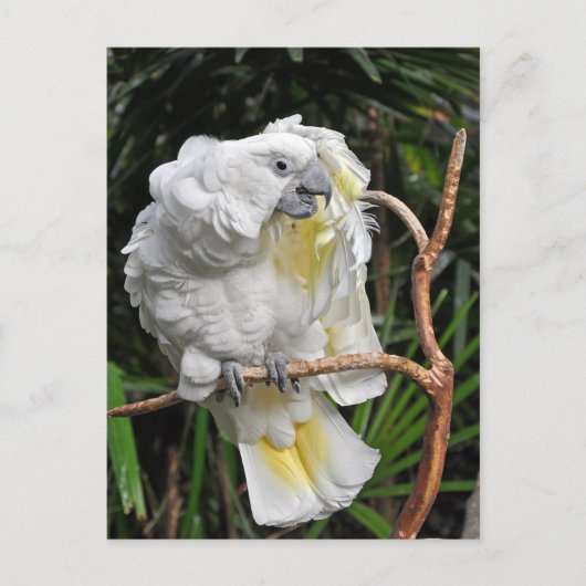Niedlicher Weißcockatil Postkarte (Vorderseite)