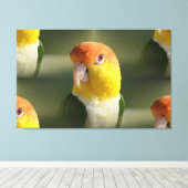 Niedlicher Weißer Blog Caique Parrot Leinwanddruck (Insitu (Holzboden))
