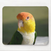 Niedlicher Weißer Blog Caique Parrot Mousepad (Vorne)