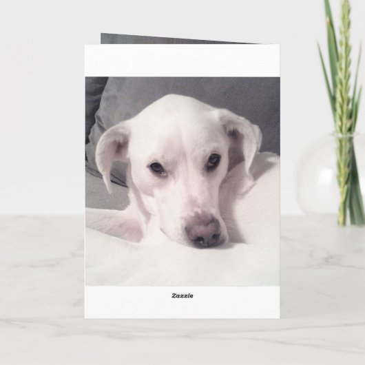 Niedlicher weißer Hund Grauer Verlust des Beileids Karte (Rückseite)