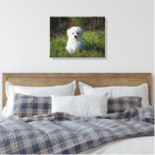 Niedlicher weißer Hund Leinwanddruck (Insitu (Schlafzimmer))
