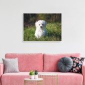 Niedlicher weißer Hund Leinwanddruck (Insitu (Wohnzimmer))