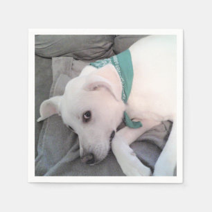 Niedlicher weißer Hund mit grünem Scarf auf Couch Serviette