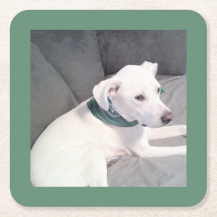 Niedlicher weißer Hund mit grünem Scarf auf grauem Rechteckiger Pappuntersetzer