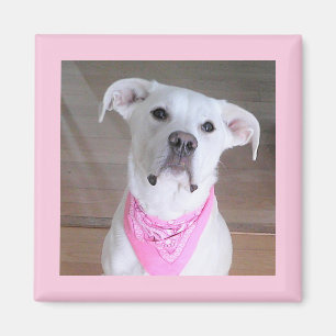Niedlicher weißer Hund mit rosa Scarf Magnet