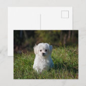 Niedlicher weißer Hund Postkarte (Vorne/Hinten)