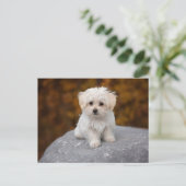 Niedlicher weißer Hund Postkarte (Stehend Vorderseite)