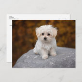 Niedlicher weißer Hund Postkarte (Vorne/Hinten)
