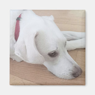 Niedlicher Weißer Hund trägt Red Collar Weihnachte Magnet
