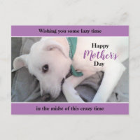 Niedlicher weißer Labrador Hund Lazy Muttertagslav