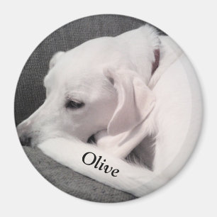 Niedlicher weißer Labrador Mix Hund Setzen Sie Ihr Magnet