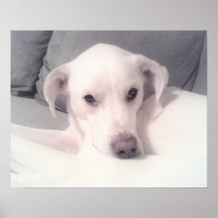 Niedlicher weißer Labrador Mix Hund sitzend auf Co Poster
