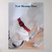 Niedlicher weißer Labrador Mix Welpenhund Trinkwas Poster (Vorne)
