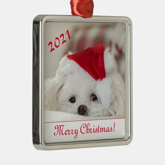 Niedlicher, weißer maltesischer Welpenhund in eine Ornament Aus Metall (Rechts)