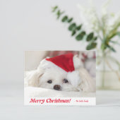 Niedlicher, weißer maltesischer Welpenhund in eine Postkarte (Stehend Vorderseite)