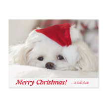 Niedlicher, weißer maltesischer Welpenhund in eine