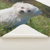 Niedlicher weißer maltesischer Welpenhund Sherpadecke (3/4)