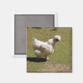 Niedlicher weißer Seidenhühnerweg Magnet (Vorderseite/Rückseite)
