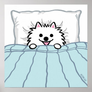 Niedlicher weißer Spitz Hund im Bett getupft Poster