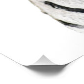 Niedlicher weißer Tiger mit blauen Augen Poster (Ecke)