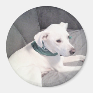 Niedlicher weißer Welpenhund mit grünem Scarf grau Magnet