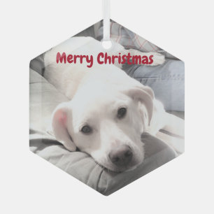 Niedlicher weißer Welpenhund mit Vater auf Couch Ornament Aus Glas