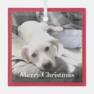 Niedlicher weißer Welpenhund mit Vater auf Couch R Ornament Aus Glas