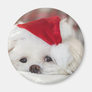 Niedlicher Weißhund in einem Red Christmas Hat Magnet