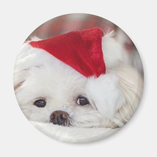 Niedlicher Weißhund in einem Red Christmas Hat Magnet (Vorne)