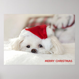 Niedlicher Weißhund in einem Red Christmas Hat Poster