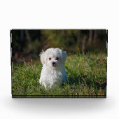 Niedlicher Weißwelpen Fotoblock (Vorderseite)