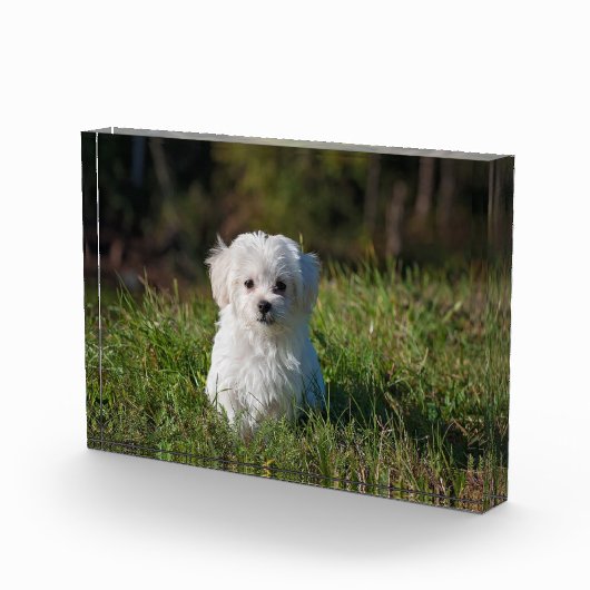 Niedlicher Weißwelpen Fotoblock (Rechts)