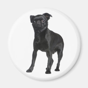 Niedlicher Welpe Black Hund liebt Brüssel Griffon Magnet