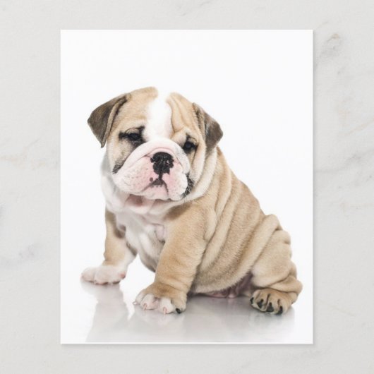 Niedlicher Welpe Bulldog Sad Flyer (Vorne)