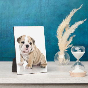 Niedlicher Welpe Bulldog Sad Fotoplatte
