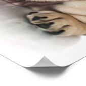 Niedlicher Welpe Bulldog Sad Poster (Ecke)