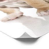 Niedlicher Welpe Bulldog Sad Poster (Ecke)