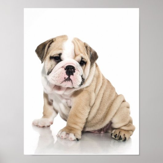 Niedlicher Welpe Bulldog Sad Poster (Vorne)