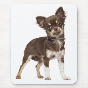Niedlicher Welpe Dog Long Hair Funny Chihuahua Mousepad