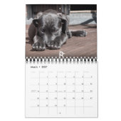 Niedlicher Welpen-Kalender 2016 Kalender (Mär 2027)