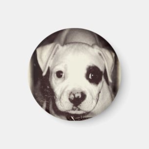 Niedlicher Welpen-Magnet Magnet