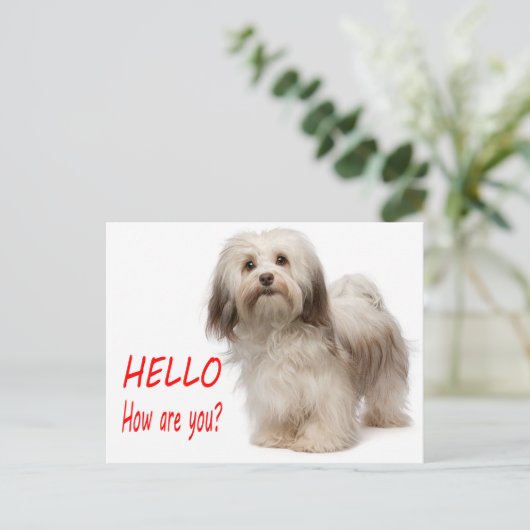 Niedlicher Welpenhund Denken Sie an Sie Havanese H Postkarte (Stehend Vorderseite)