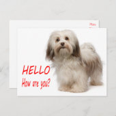 Niedlicher Welpenhund Denken Sie an Sie Havanese H Postkarte (Vorne/Hinten)